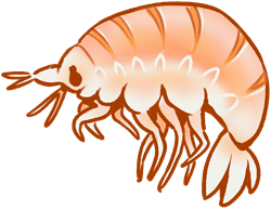 sketch of a pale orange, shrimp-like crustacean.