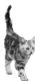 realistic gray tabby cat walking with its tail up