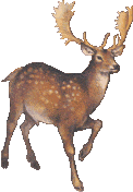 animated realistic fallow deer stag stomping its front hoof