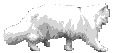 realistic white cat walking gif