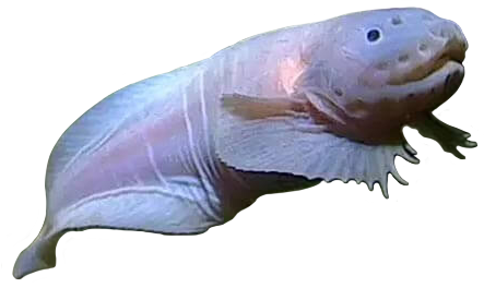 a hadal snailfish. it is a pale fish with a tadpole-like body, large pectoal fins, and a wide face that appears to be smiling.